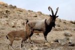 شکارچی بزکوهی در پلدختر دستگیرشد